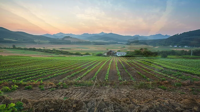 개인사업자개인회생